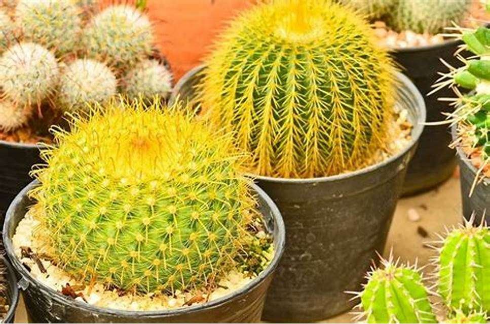Golden Ball Cactus